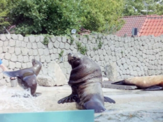 Ferie i Benelux 1999